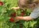 Les Petits Fruits